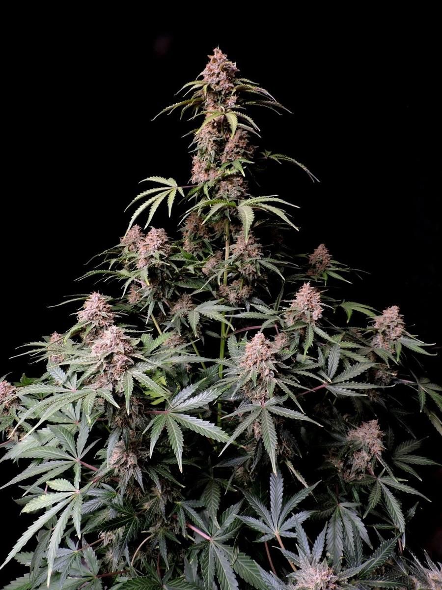 Große Amnesia Zkittlez Auto Pflanze mit zahlreichen Blütenständen und dichten Harztrichomen, ideal für Indoor-Grower