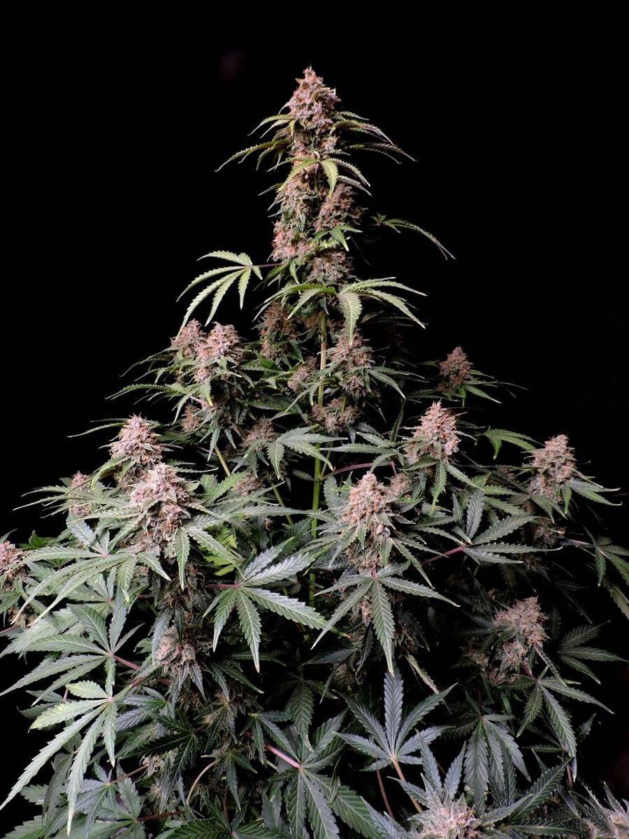 Große Amnesia Zkittlez Auto Pflanze mit zahlreichen Blütenständen und dichten Harztrichomen, ideal für Indoor-Grower