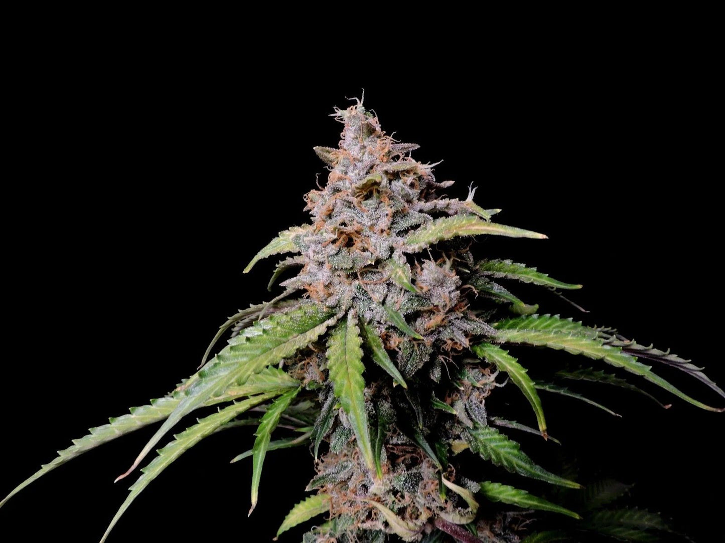 Harzige Blüte der Amnesia Zkittlez Auto mit sichtbaren Trichomen und intensiven Farbtönen, fotografiert vor schwarzem Hintergrund.