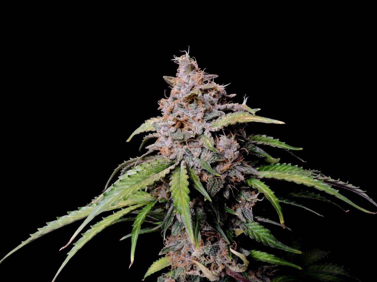 Harzige Blüte der Amnesia Zkittlez Auto mit sichtbaren Trichomen und intensiven Farbtönen, fotografiert vor schwarzem Hintergrund.