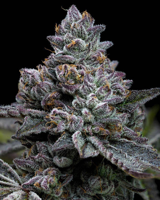 Apple Fritter Cannabisblüte mit violetten Kristallen und Frost-Look – hochpotente Sorte von Barney's Farm
