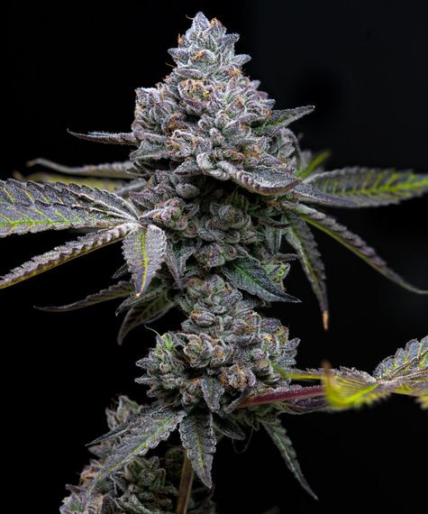 Vollständig ausgereifte Apple Fritter Cannabispflanze mit dichten Blüten und violett-grüner Färbung – feminisierte Hybrid-Sorte mit bis zu 30 % THC