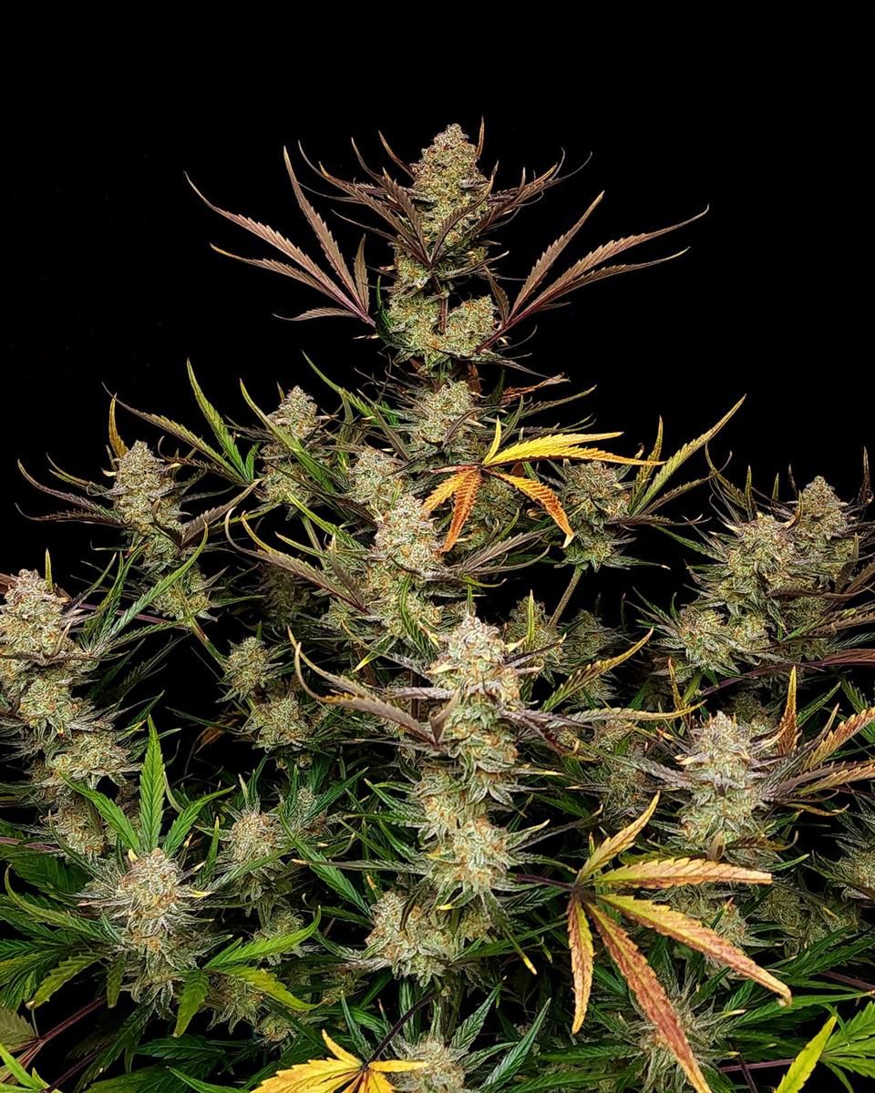 Nahaufnahme der Apple Strudel Auto Blüte mit dichten Harzdrüsen und orangefarbenen Härchen – FastBuds Züchtung