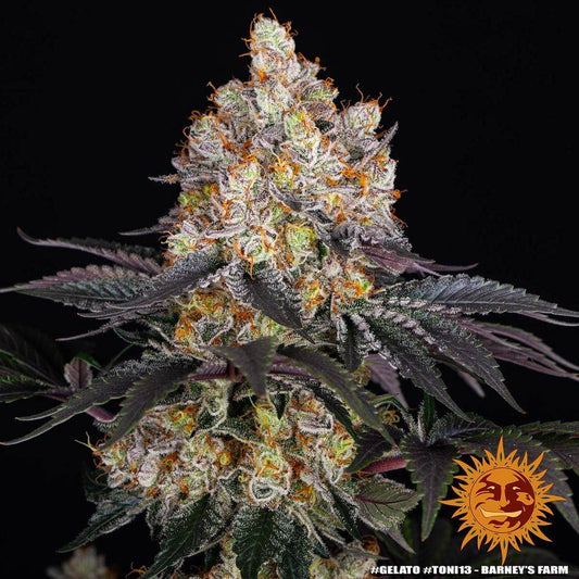 Nahaufnahme der Gelato Cannabispflanze von Barney’s Farm – dichte, frostige Buds mit lilafarbenen Blättern und orangen Fäden