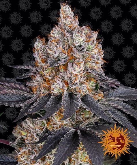 Makroaufnahme der Gelato Cannabisblüte von Barney’s Farm mit sichtbarer Trichom-Schicht und auffälligen Farbtönen