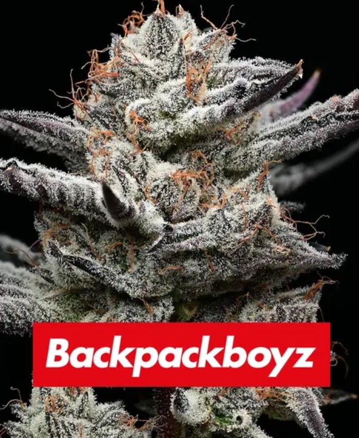 Black Cherry Gushers Pflanze von Backpackboyz mit starker Harzbildung und auffälligem Branding – potente Cali Weed mit 30 % THC
