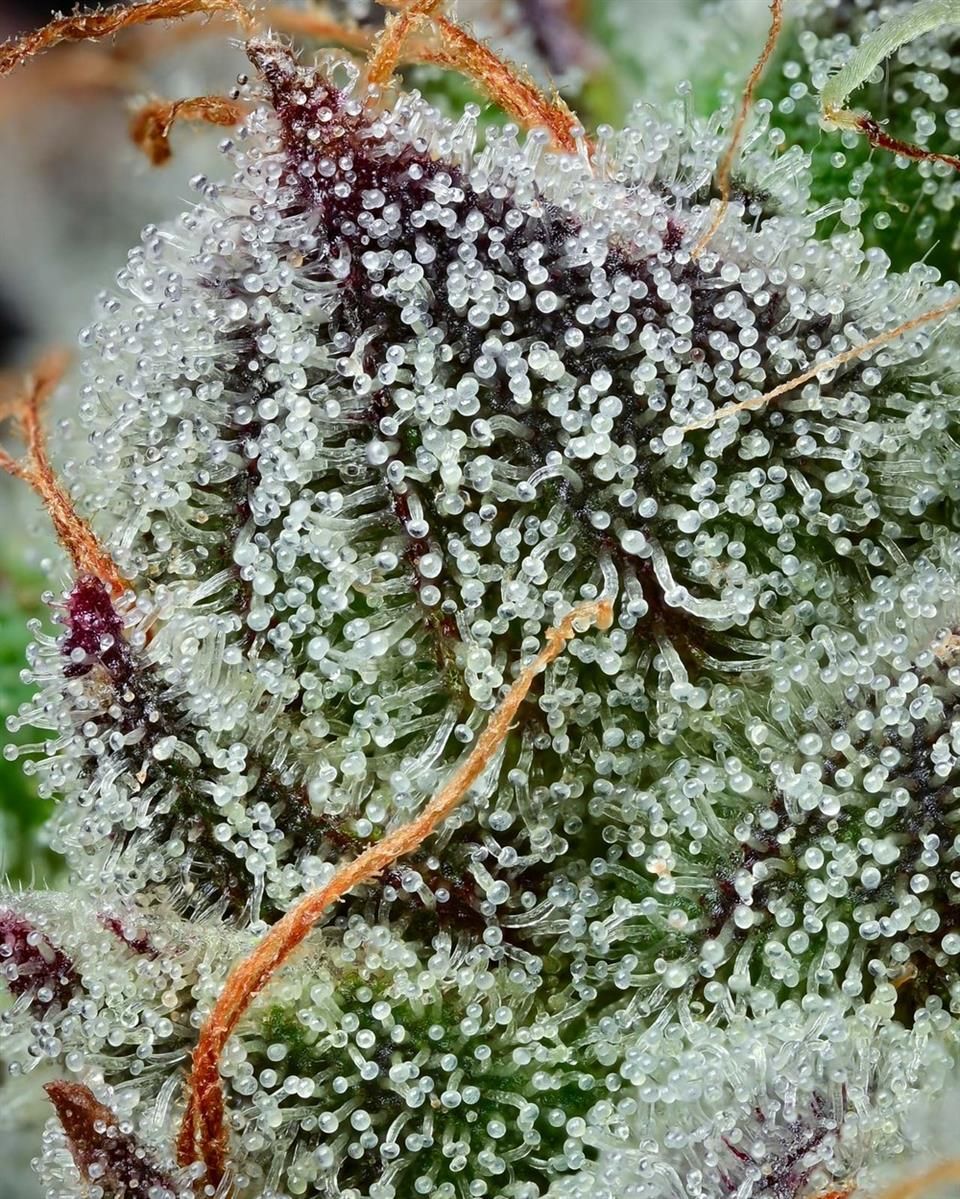 Nahaufnahme der trichomreichen Black Cherry Gushers Cannabisblüte mit violetten und kristallklaren Harzdrüsen – hochwertige feminisierte Sorte