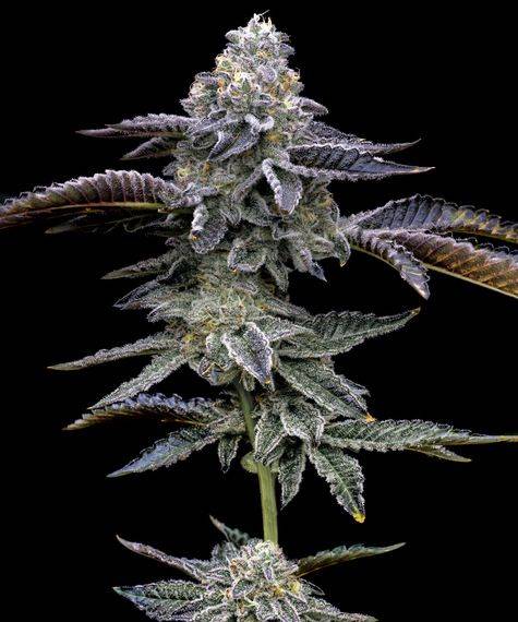 Blue Dream Cannabis-Pflanze mit dichten Blüten und Harzüberzug – feminisierte Sativa-dominante Sorte von Barney’s Farm