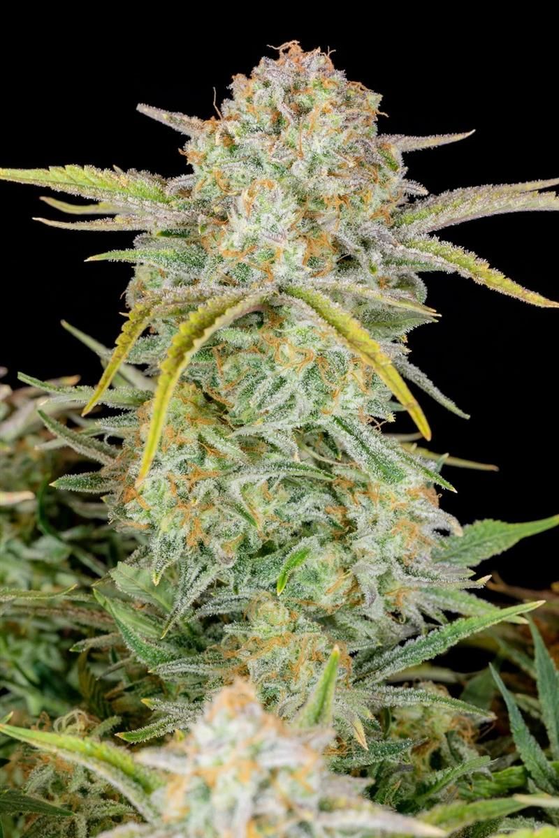 Detailansicht der Bruce Banner Auto Cannabispflanze – harzige Blüte mit Diesel- und Beerennoten bei optimaler Reife