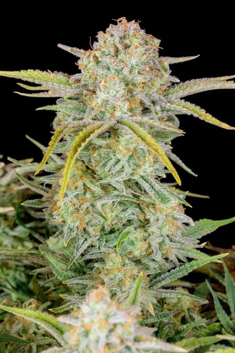 Detailansicht der Bruce Banner Auto Cannabispflanze – harzige Blüte mit Diesel- und Beerennoten bei optimaler Reife