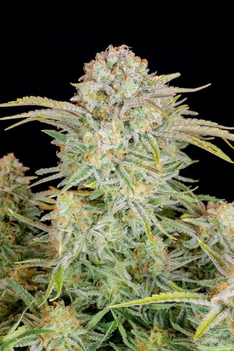 Nahaufnahme der Bruce Banner Auto Sorte von Fast Buds mit kristallinen Buds und intensiven Orangehärchen