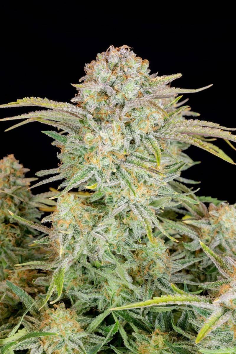 Nahaufnahme der Bruce Banner Auto Sorte von Fast Buds mit kristallinen Buds und intensiven Orangehärchen