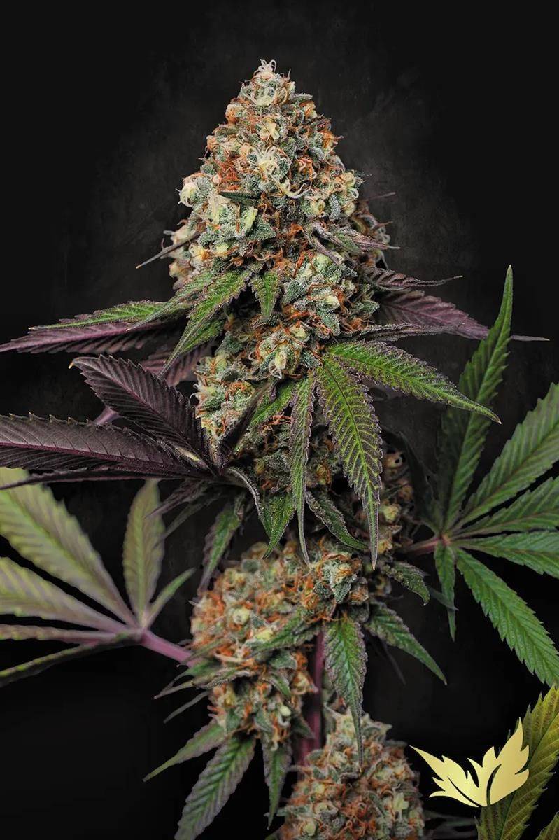 Caramba Cannabispflanze mit dichten, harzüberzogenen Buds und tiefgrünen bis lilafarbenen Blättern – ertragreiche indica-dominierte Sorte für Indoor- und Outdoor-Grows