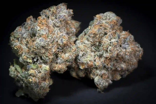 Caramba Cannabisblüte – hochharzige, kompakte Buds mit violetten Nuancen und orangen Blütenstempeln, ideal für THC-Liebhaber und Genießer fruchtiger Skunk-Zitrus-Aromen