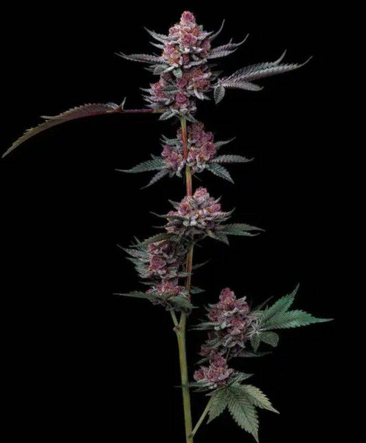 Makroaufnahme einer reifen Cherry Poppers Cannabisknospe mit intensiv violetten Trichomen und hoher Harzproduktion – Barneys Farm Premium Strain