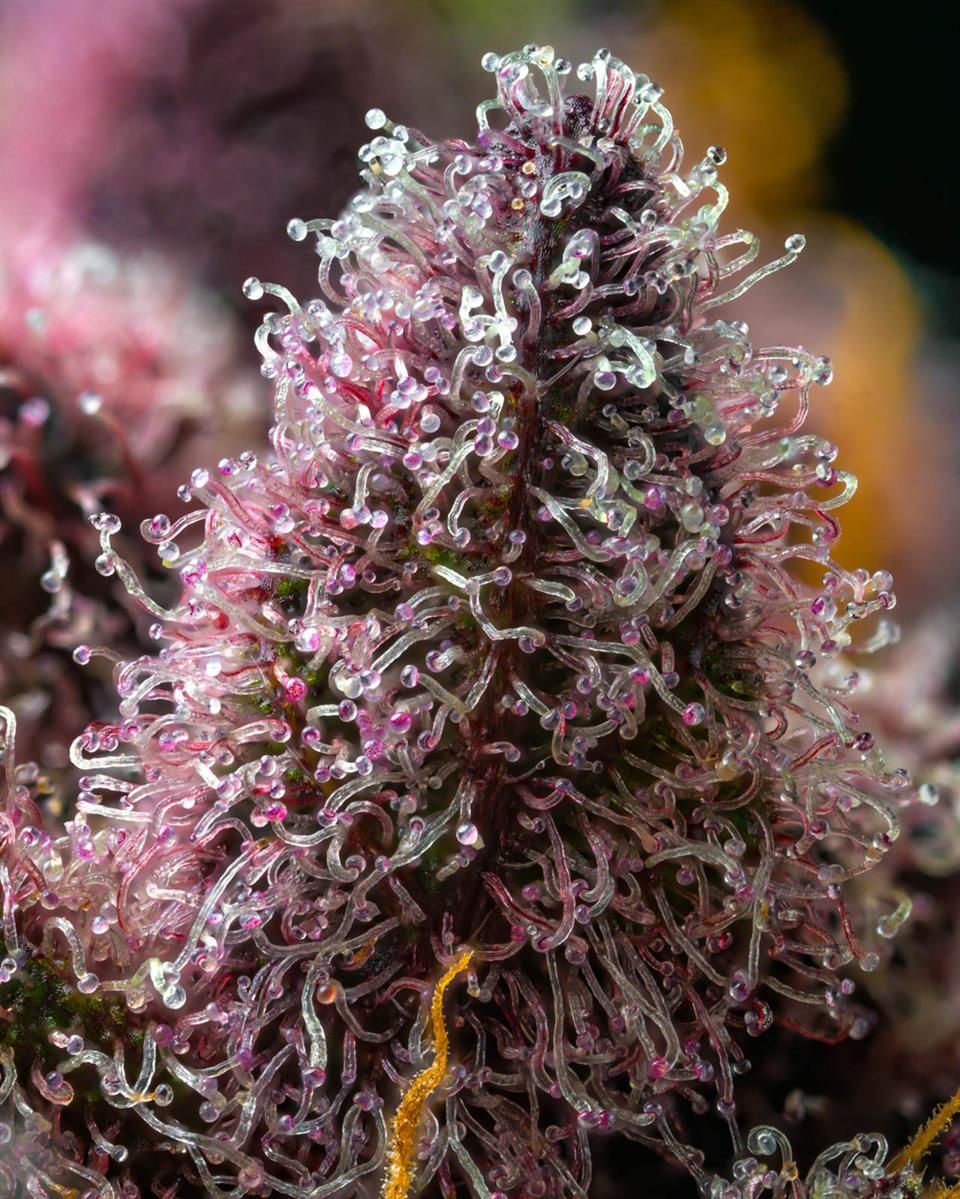 Cherry Poppers Cannabispflanze in voller Blüte mit dichten violetten Buds und orangefarbenen Blütenstempeln – THC-reiche Sativa-Dominanz