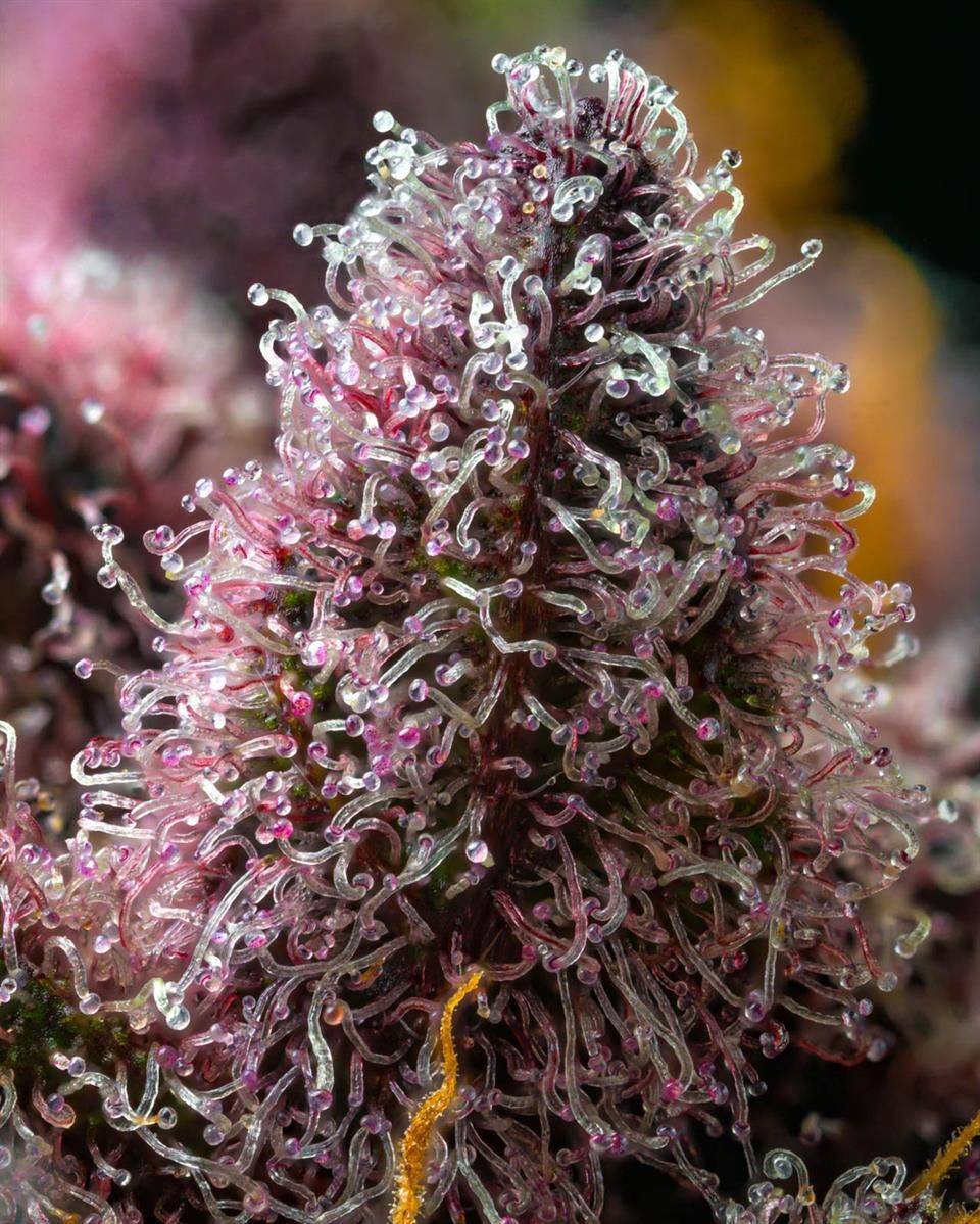 Cherry Poppers Cannabispflanze in voller Blüte mit dichten violetten Buds und orangefarbenen Blütenstempeln – THC-reiche Sativa-Dominanz