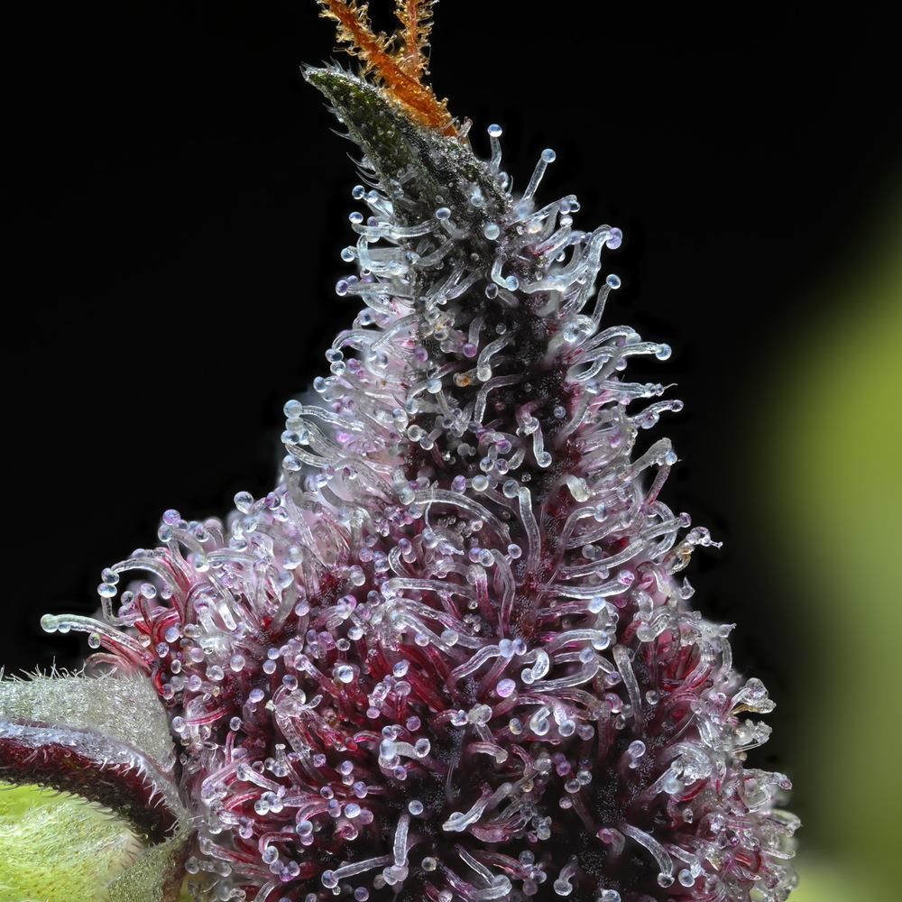 Voll ausgewachsene Cherry Poppers Pflanze mit zahlreichen kompakten Buds und tiefroten Tönen – ertragreicher Outdoor-Strain von Barneys Farm