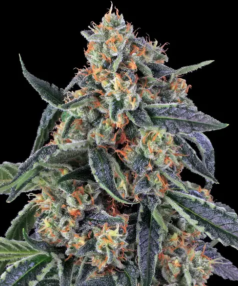 Nahaufnahme einer Cookies Kush Cannabisblüte mit kristallinen Trichomen, orangefarbenen Härchen und intensivem Grün – Barneys Farm Premiumstrain
