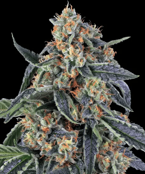 Nahaufnahme einer Cookies Kush Cannabisblüte mit kristallinen Trichomen, orangefarbenen Härchen und intensivem Grün – Barneys Farm Premiumstrain