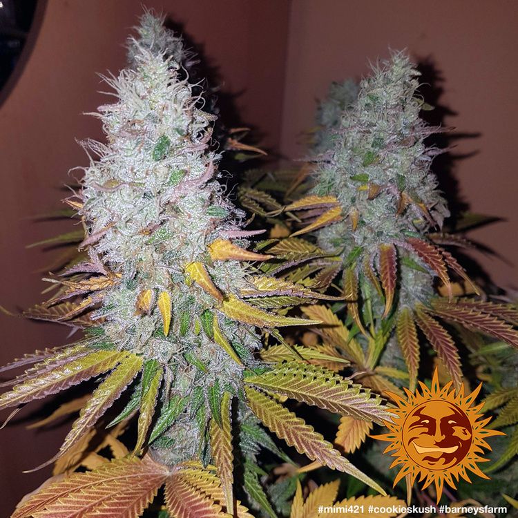 Cookies Kush Pflanze von Barneys Farm mit dichten Harzknospen, violett-grünen Blättern und gelblichen Farbakzenten – feminisierte Indica-Sorte für Indoor-Grow