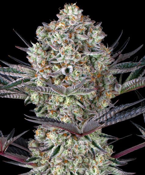 Barney's Farm Dos Si Dos 33 Cannabis-Pflanze mit dichten harzigen Blüten und dunklen Blättern unter Studiobeleuchtung