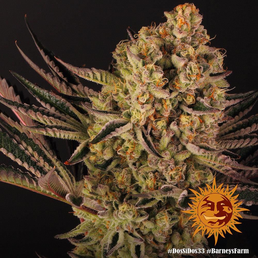 Nahaufnahme der Dos Si Dos 33 Buds von Barney's Farm mit dicker Trichomschicht und orangefarbenen Blütenhaaren