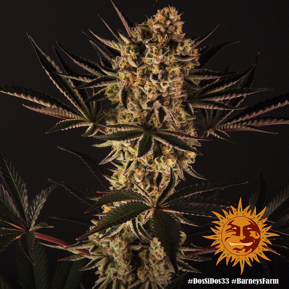 Dos Si Dos 33 Pflanze mit voluminösen Buds, gezüchtet von Barney's Farm – kräftiges Blätterwerk und frostiger Look