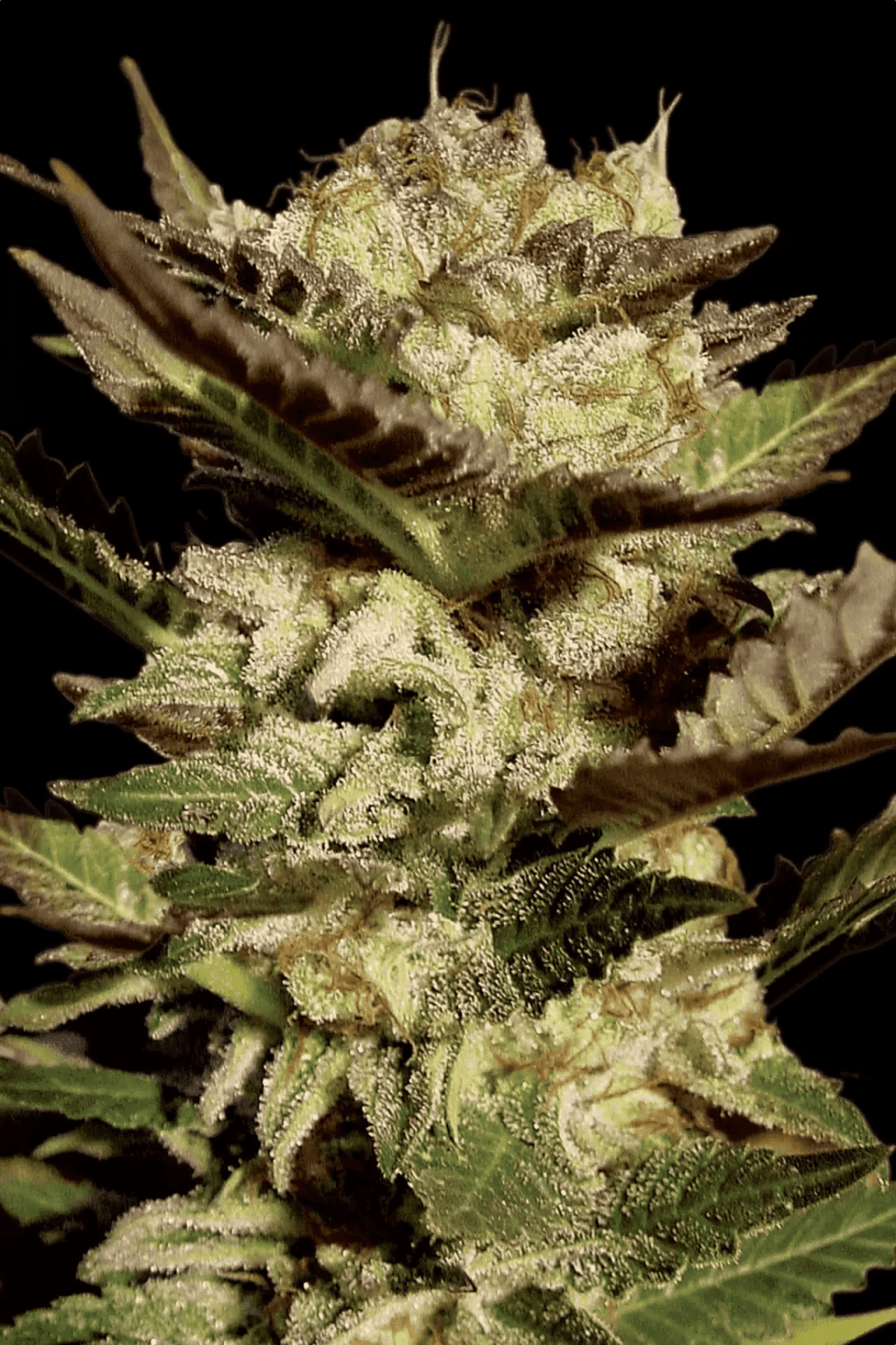 Feminisierte Durga Mata Cannabisblüten von Paradise Seeds mit dichten, harzigen Buds und fruchtig-erdigem Terpenprofil – erhältlich bei Vetter Seeds.