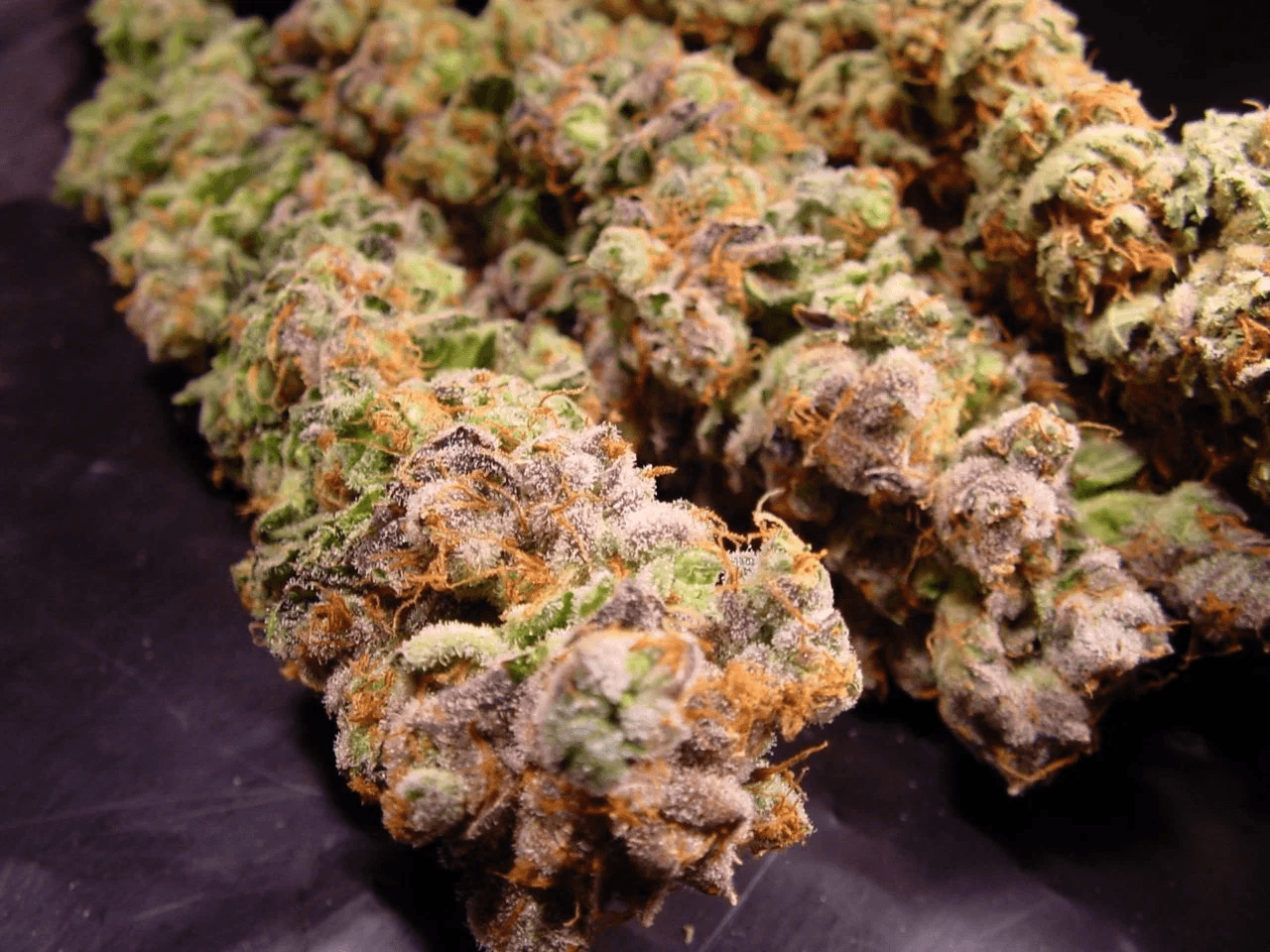 Nahaufnahme der Durga Mata Pflanze von Paradise Seeds mit frostigen Trichomen und typischer Indica-Struktur – ideal für Anfänger und Indoor-Grower.