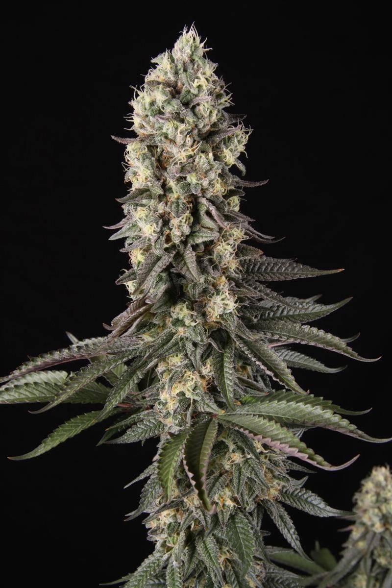 El Dorado OG Pflanze in voller Blüte von Paradise Seeds – kompakter Wuchs, dichte Bud-Struktur und reiche Harzproduktion für Indoor-Grows.
