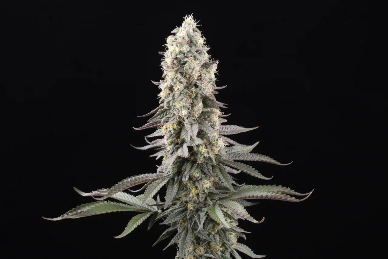 Makroaufnahme der El Dorado OG Blüte – dicke Trichomschicht, violette Zuckerblätter und orangene Stigmen, ideal für Terpenliebhaber.
