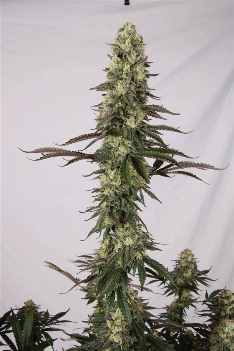 Seitliche Ansicht einer voll ausgereiften El Dorado OG Pflanze – kompakte Struktur, dichter Blütenstand und harzreiche Buds von Paradise Seeds.