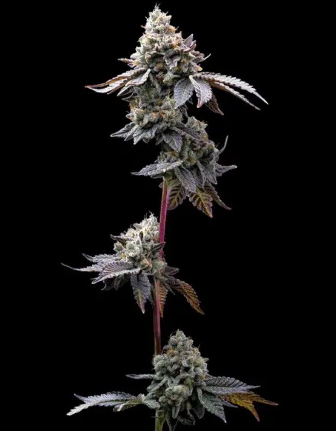 GMO Cookies Cannabispflanze in voller Größe mit mehreren massiven Buds und charakteristisch violettgrüner Färbung.