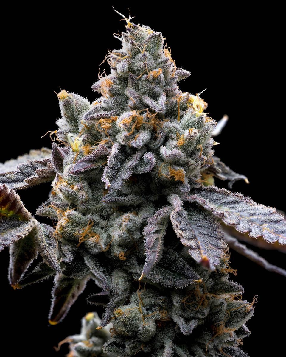 GMO Cookies Cannabisblüte mit dichter Struktur und frostiger Harzschicht – indicadominante Sorte mit bis zu 30 % THC.