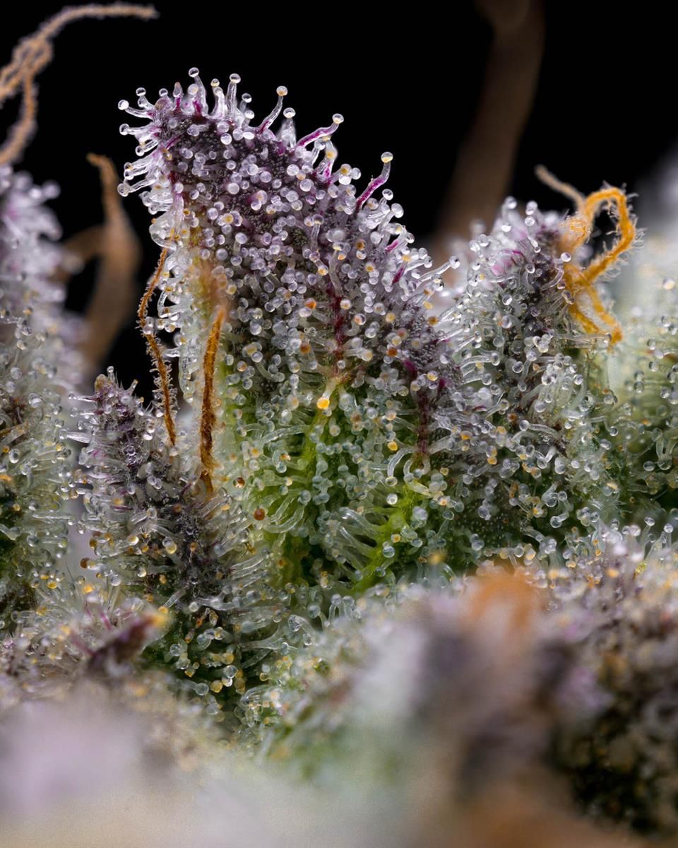 Nahaufnahme von harzreichen Trichomen der GMO Cookies Cannabisblüte mit violett-grüner Färbung und intensiver Harzbildung.