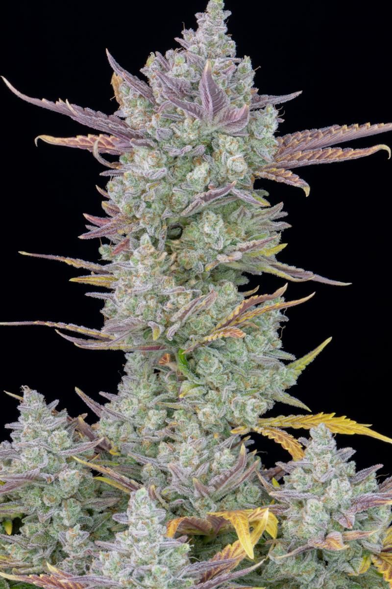 Dicht mit Trichomen überzogene Gorilla Cookies Auto Blüte mit violetten Spitzen und gelben Zuckerblättern – hochwertiger Hybrid von FastBuds für hohe THC-Erträge