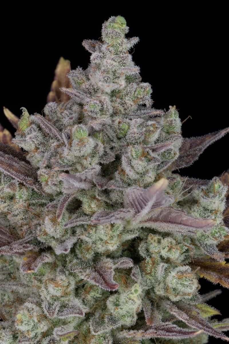 Gorilla Cookies Auto Pflanze im Topf mit dichter Struktur, mehreren großen Buds und auffälligen Farben – ertragreiche autoflowering Sorte für Grow-Anfänger und Profis
