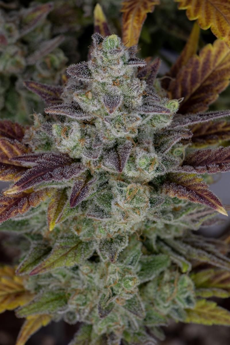 Dominante Hauptcola der Gorilla Cookies Auto mit dicker Harzschicht, umgeben von kompakten Seitentrieben – Top-Sorte von FastBuds mit bis zu 28,5 % THC