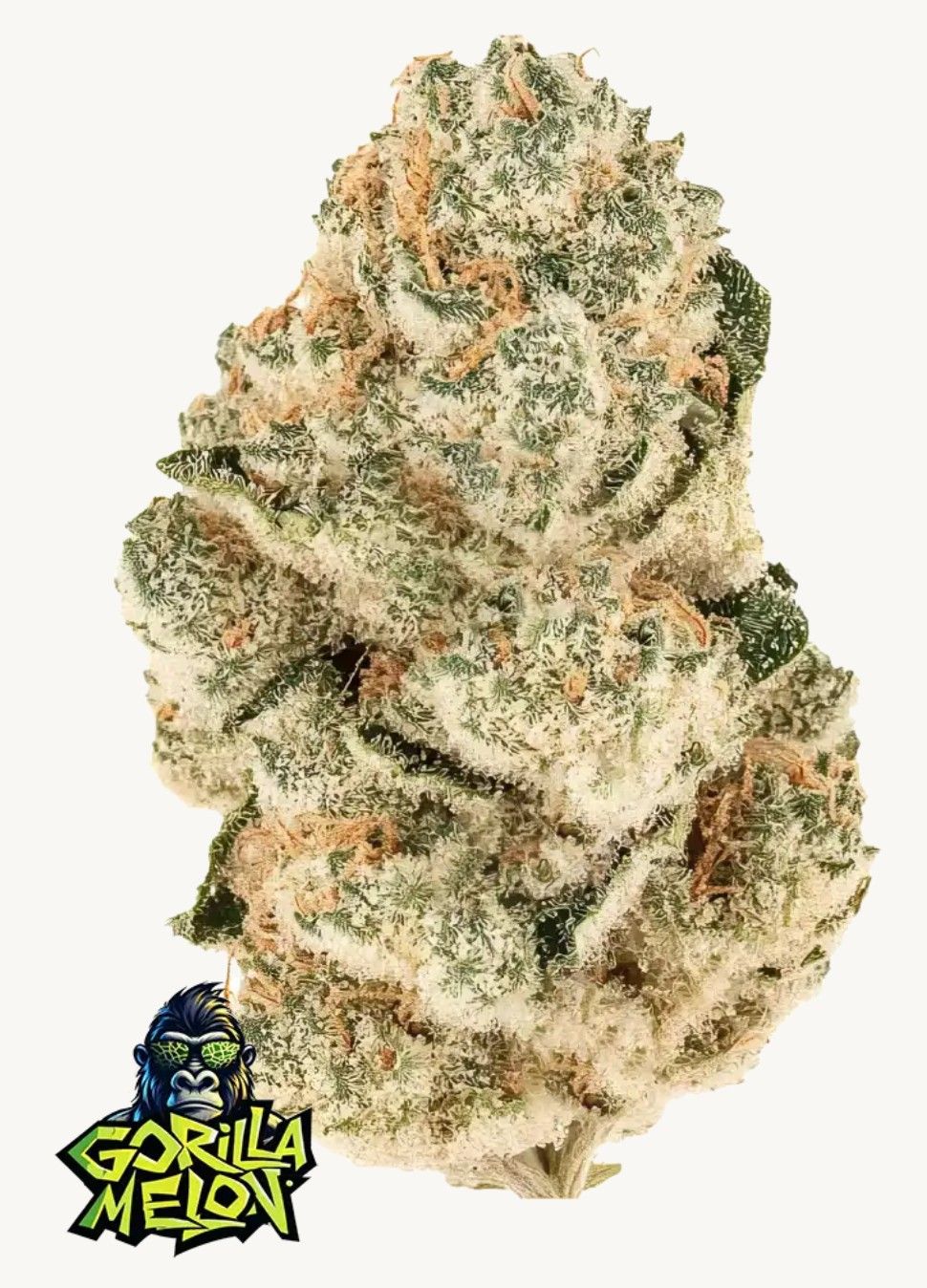 Gorilla Melon Cannabis Blüte – extrem harzige Buds mit dichter Trichomschicht und violetten Zuckerblättern, hochwertiger Hybrid von FastBuds für Indoor- und Outdoor-Grower