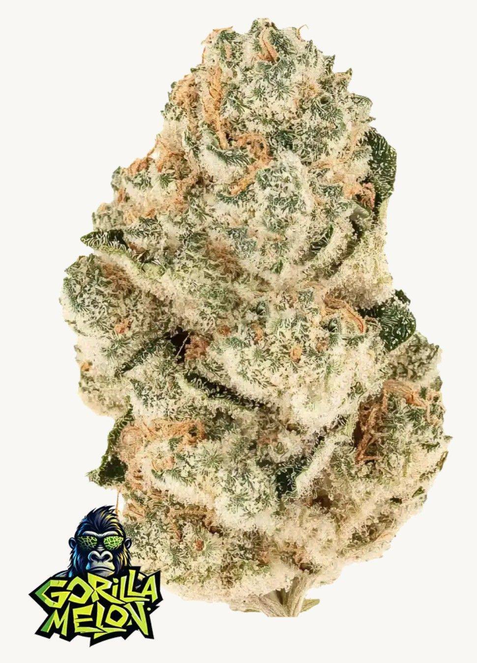 Gorilla Melon Cannabis Blüte – extrem harzige Buds mit dichter Trichomschicht und violetten Zuckerblättern, hochwertiger Hybrid von FastBuds für Indoor- und Outdoor-Grower