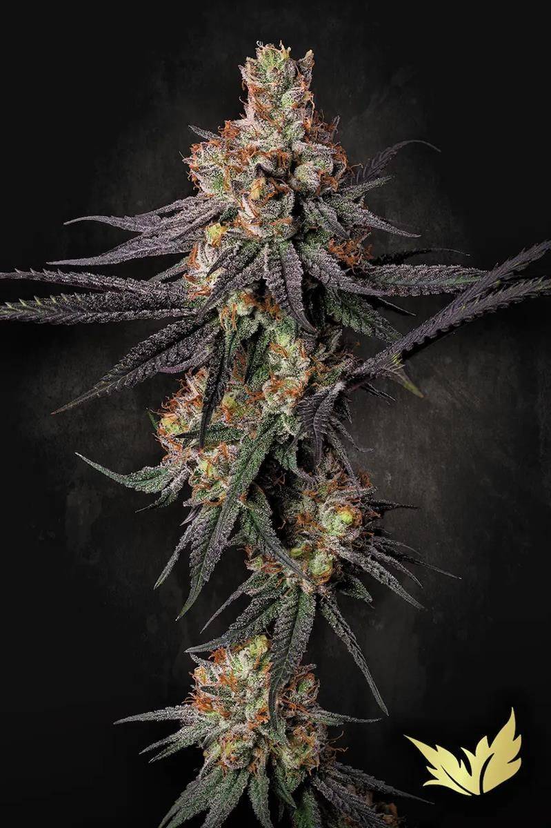 Gulupa Pflanze in voller Blüte von Paradise Seeds – dunkle violette Blätter, dichte Budstruktur und starke Harzproduktion, ideal für Indoor-Grow.