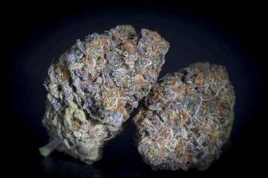 Zwei trockene Gulupa Buds von Paradise Seeds – kompakt, harzreich und mit violeten sowie grünen Farbnuancen, perfekt gereift.