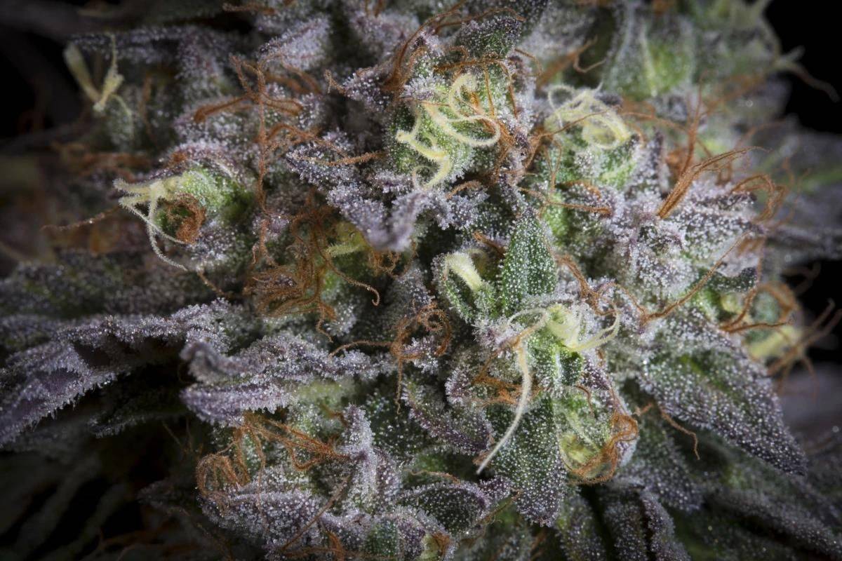 Nahaufnahme der Gulupa Blüte von Paradise Seeds – mit dichten Trichomen, violetten Sugar Leaves und orangefarbenen Blütenhaaren.