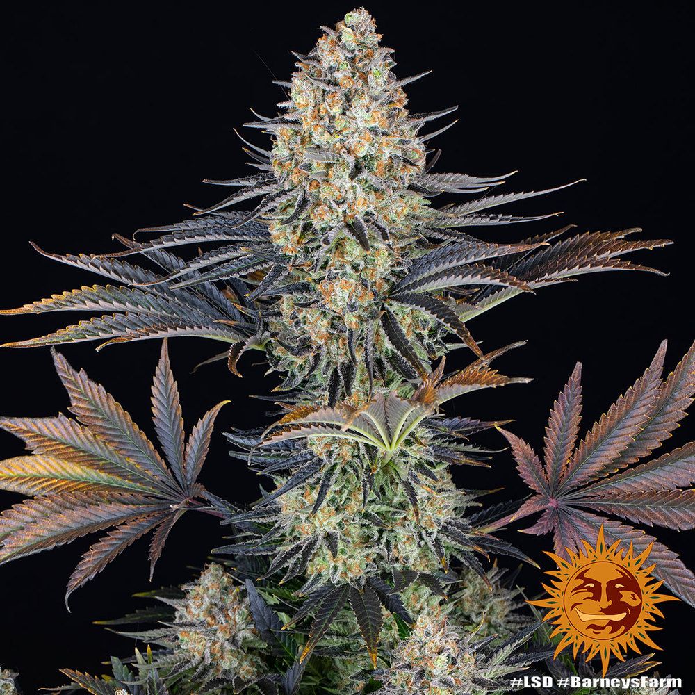 Nahaufnahme der LSD Cannabispflanze von Barney’s Farm mit dichten Harzblüten und orangefarbenen Härchen – Indica-dominanter Hybrid