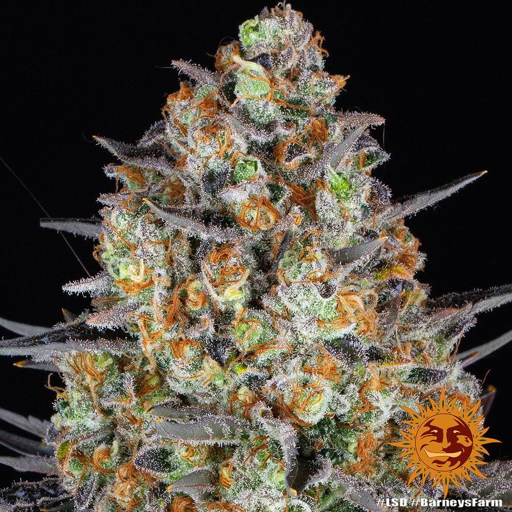 Vollständige LSD Cannabis-Pflanze mit violetten Blättern und kompakten Buds – feminisierte Sorte von Barney’s Farm mit hohem THC-Gehalt