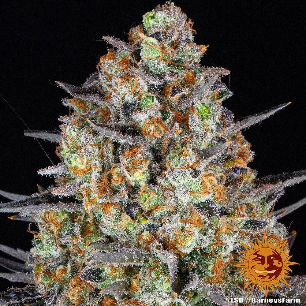 Vollständige LSD Cannabis-Pflanze mit violetten Blättern und kompakten Buds – feminisierte Sorte von Barney’s Farm mit hohem THC-Gehalt
