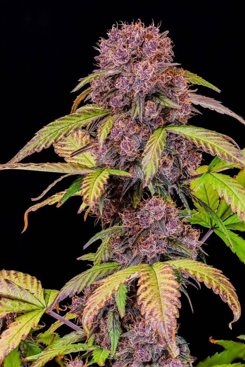 Nahaufnahme einer reifen Lemon Cherry Cookies Auto Blüte mit dunkellilafarbenen Buds und orangen Trichomen, ideal für den Indoor-Grow mit hohem THC-Gehalt