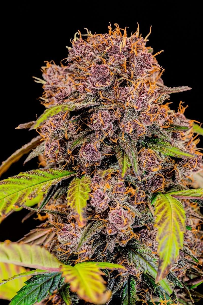Lemon Cherry Cookies Auto Cannabispflanze mit dichten, violetten Buds und grünen Zuckerblättern in der späten Blütephase, fotografiert im Indoor-Grow Setup