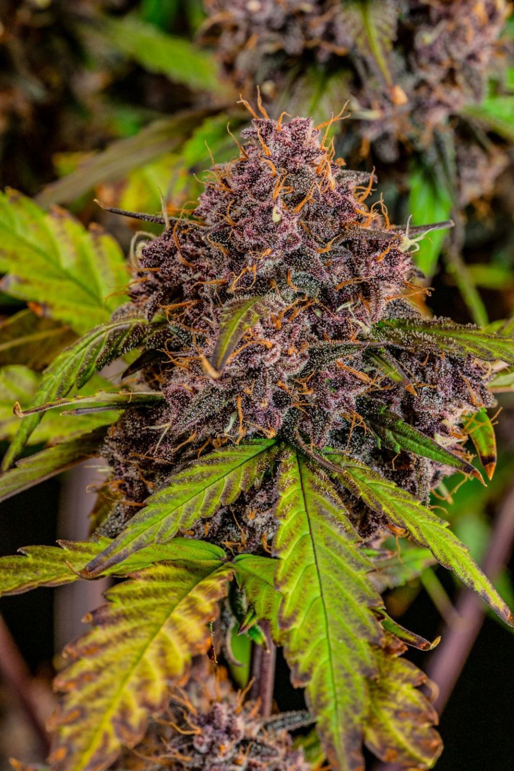 Makroaufnahme der Lemon Cherry Cookies Auto Sorte mit intensivem Lila-Farbton und hoher Harzproduktion – perfekte Wahl für fruchtige Terpenliebhaber